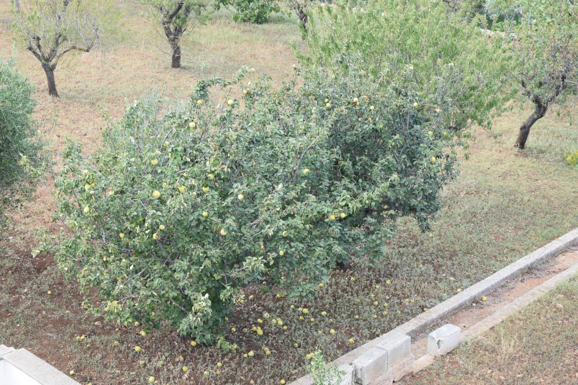 אוסטוני Villa Mimi מראה חיצוני תמונה